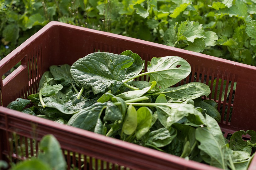 Scientists Taught Spinach How To Send Emails To Help Fight Climate Change