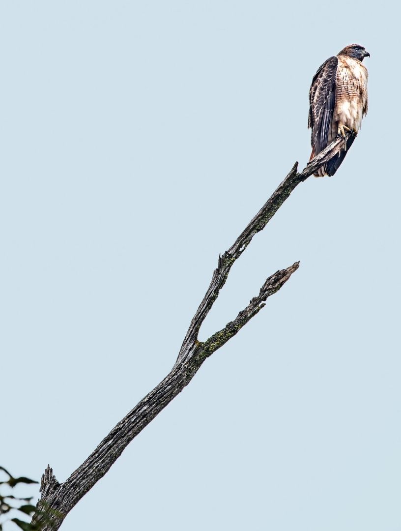 Birdwatching In California