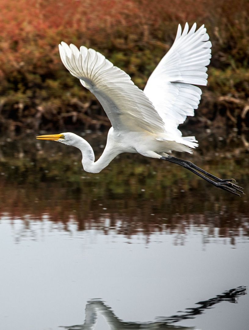 Birdwatching In California