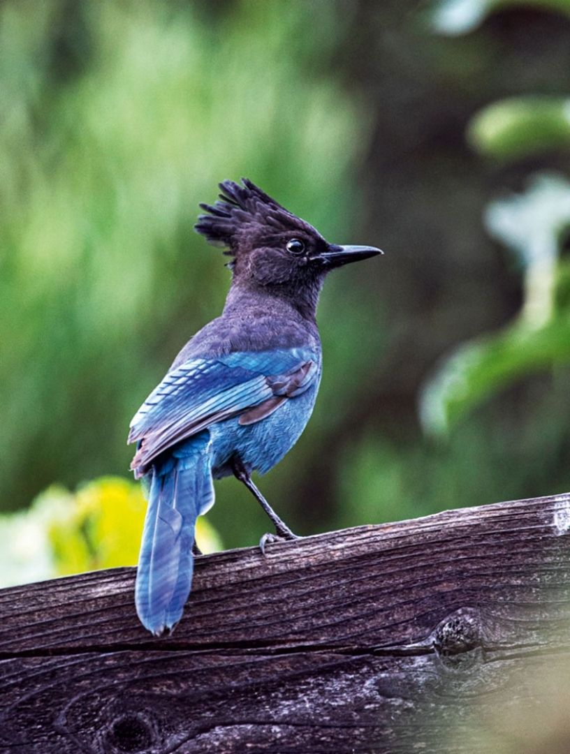 Birdwatching In California