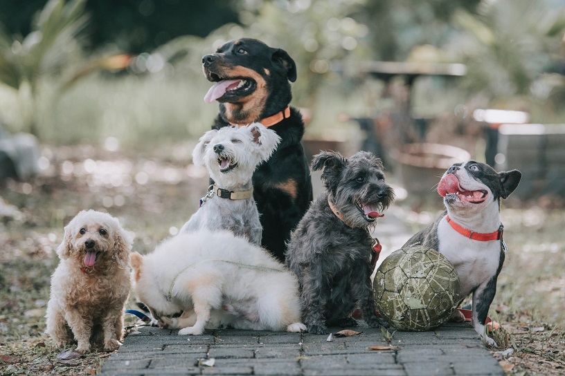 Dog Breed