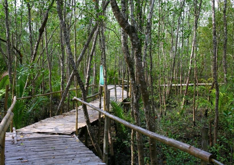 Asia Mangrove forests