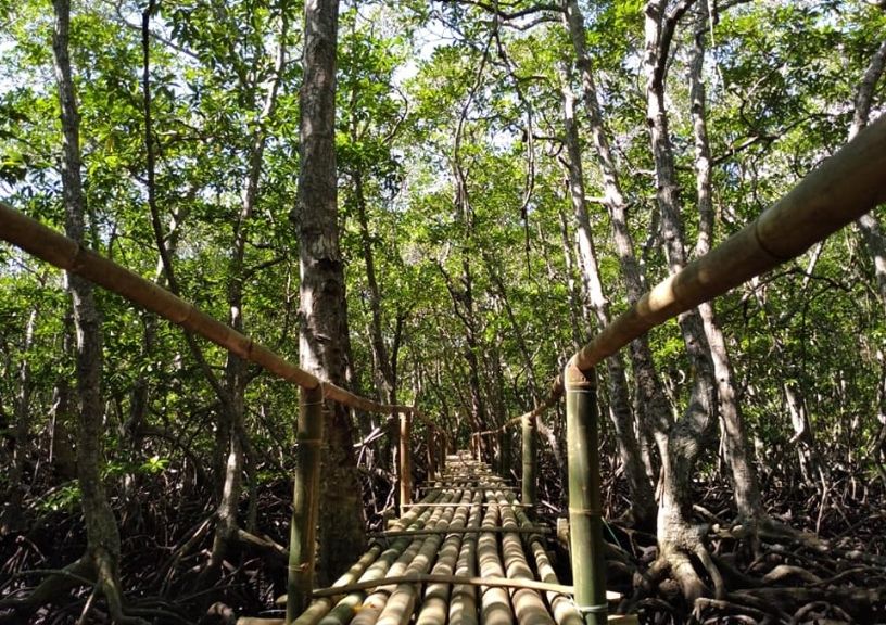 Asia Mangrove forests