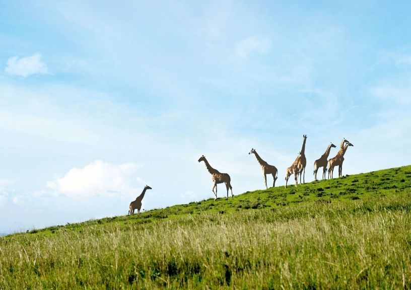 Year to Take a Safari