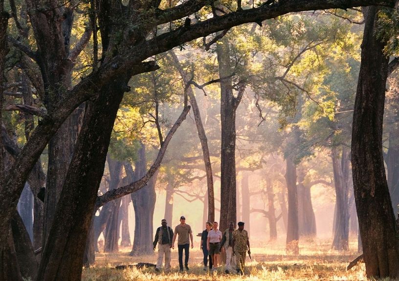 Year to Take a Safari