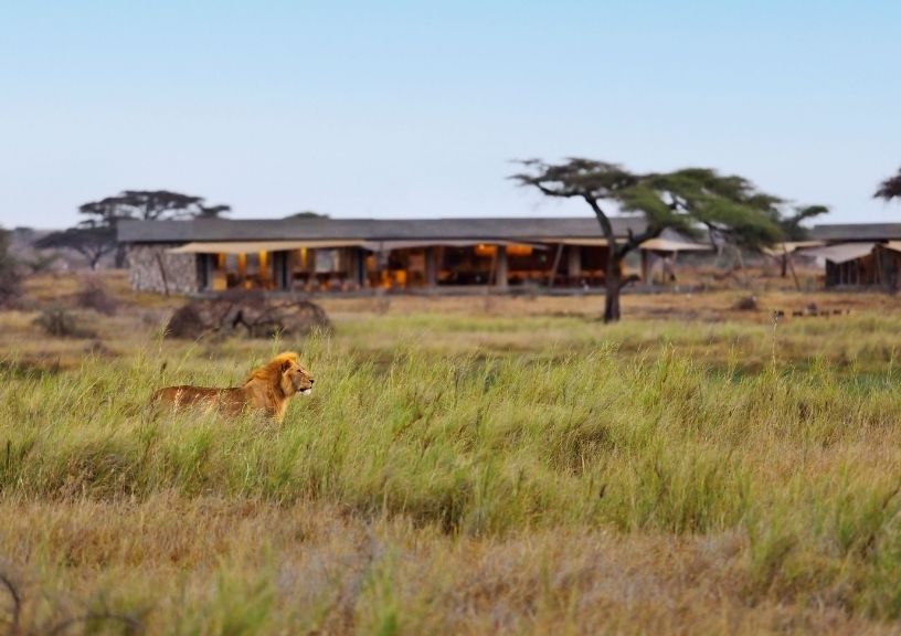 Year to Take a Safari