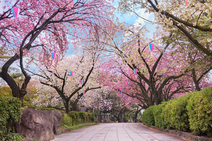 Cherry blossom