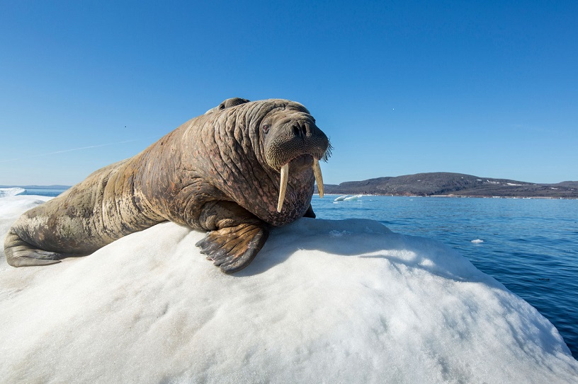 Walrus