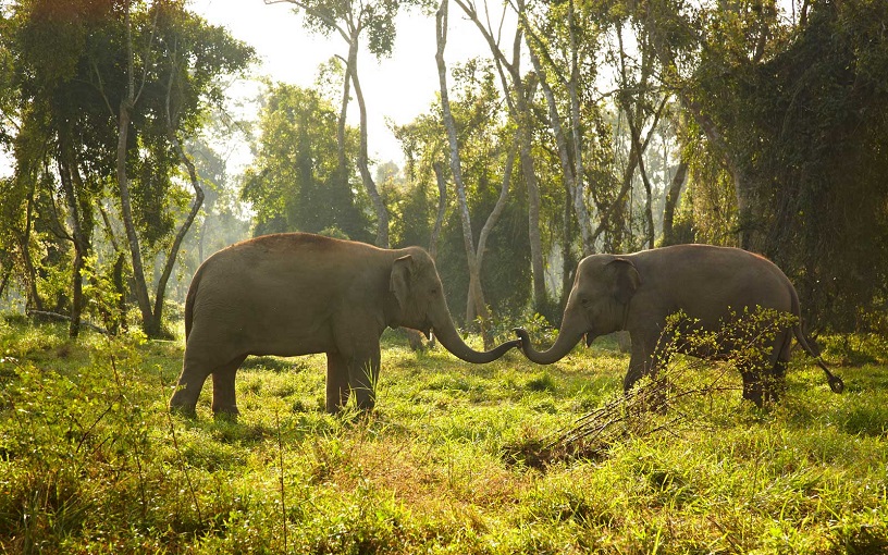 Anantara Golden Triangle Elephant Camp & Resort