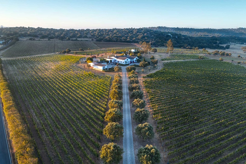 Portugal's wine