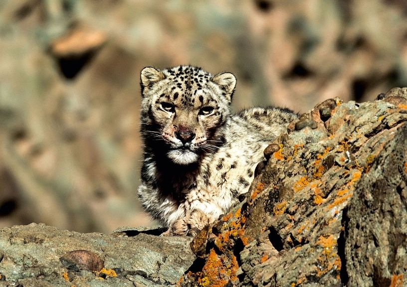 Snow Leopards