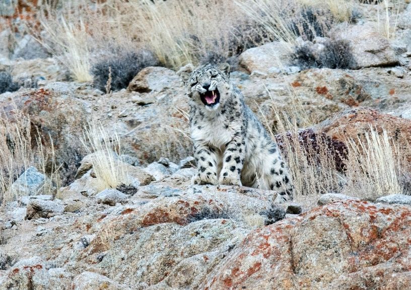 Snow Leopards