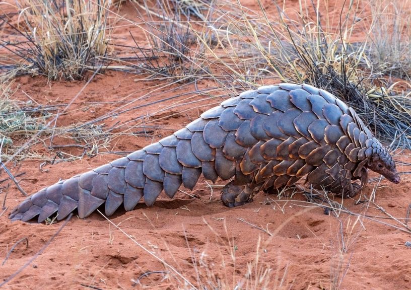 Pangolin