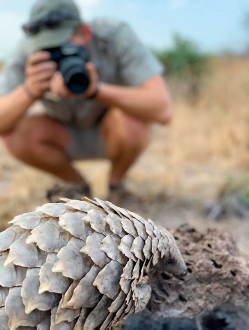 Pangolin