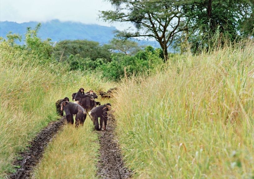 Chimp Safari In Uganda