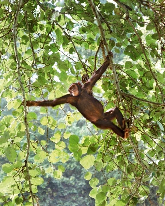 Uganda