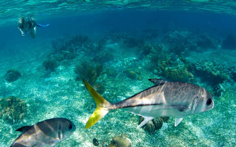 Snorkelling