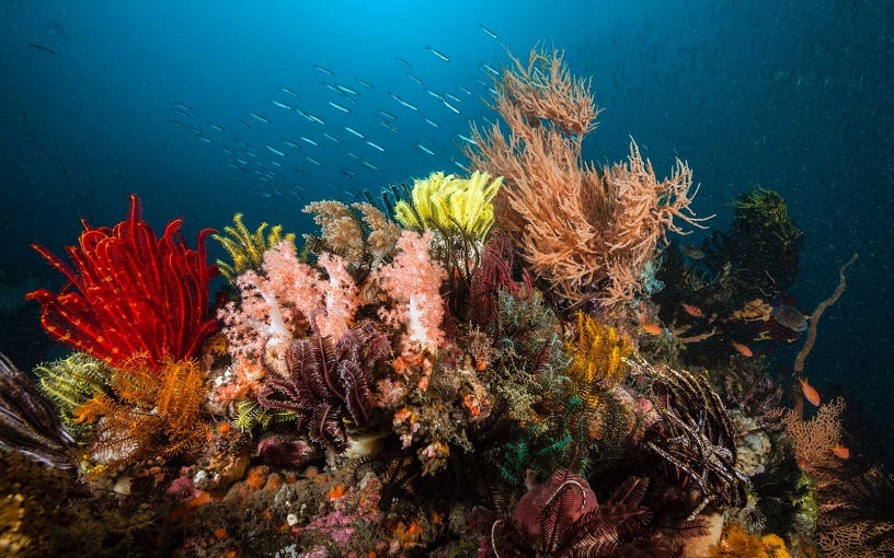 snorkelling