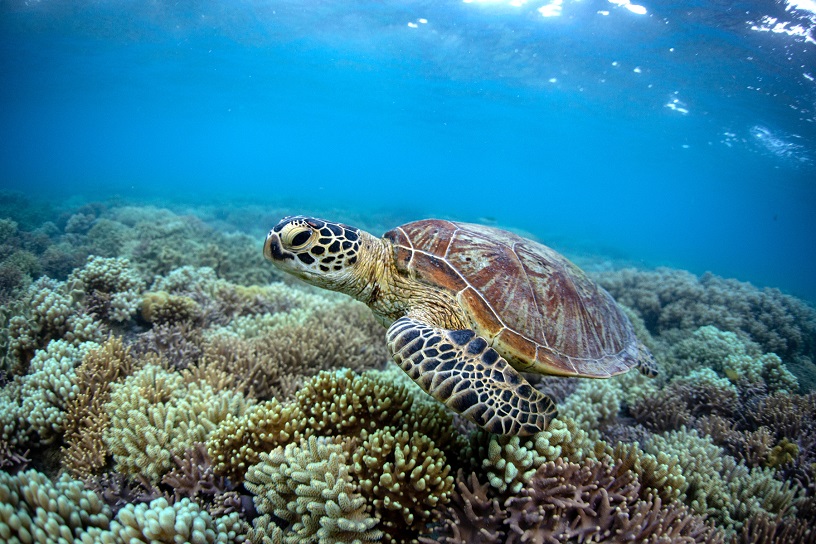 Snorkelling