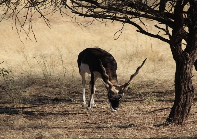 Gir National Park