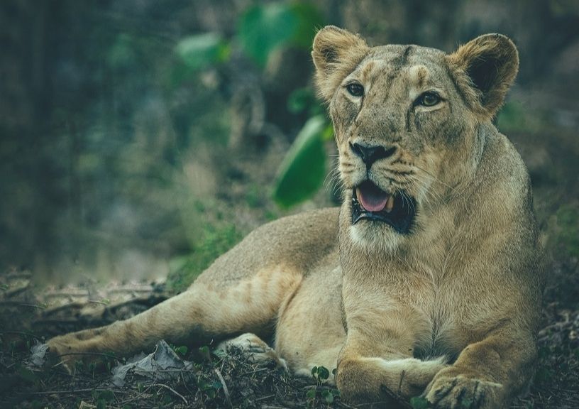 Gir National Park