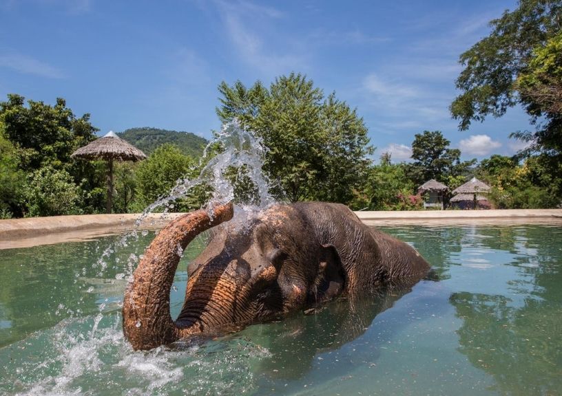 World Elephant Day