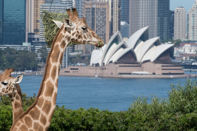 Sydney