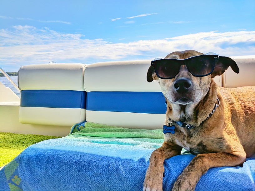 Dog-friendly Hotels