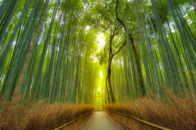 Beautiful Forests