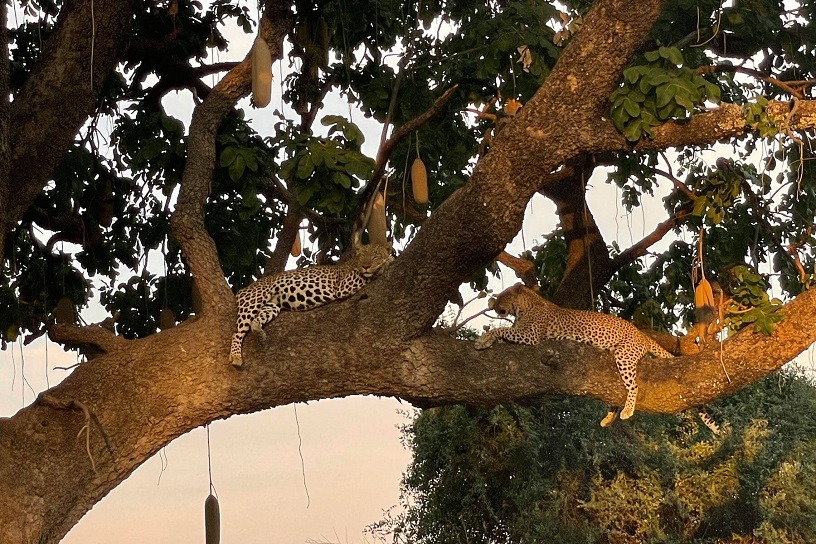 Safari
