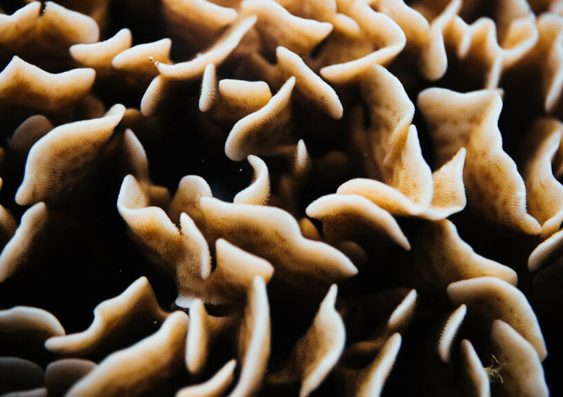 Coral gardeners