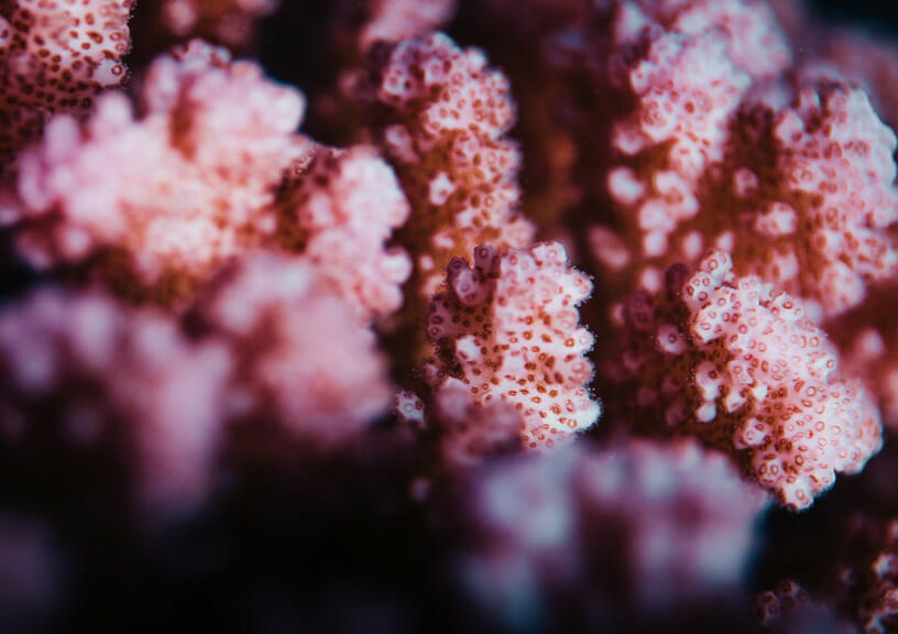 Coral gardeners