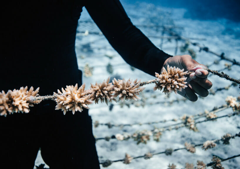 Coral gardeners