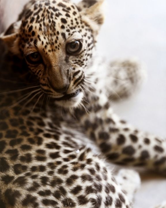 Arabian Leopard