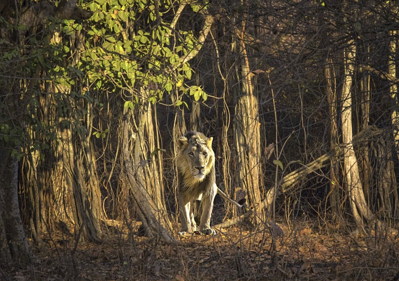 Safari