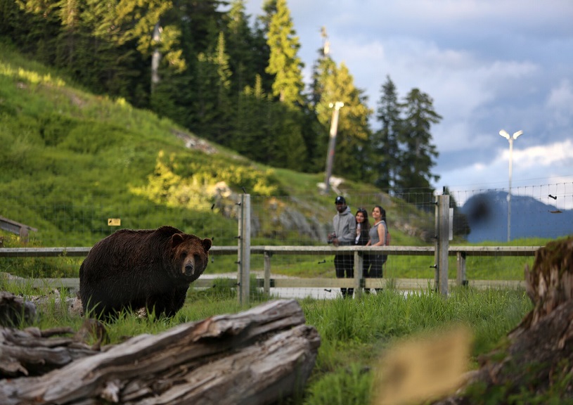 Grouse Mountain