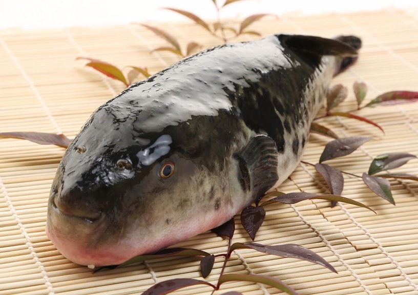 Blowfish