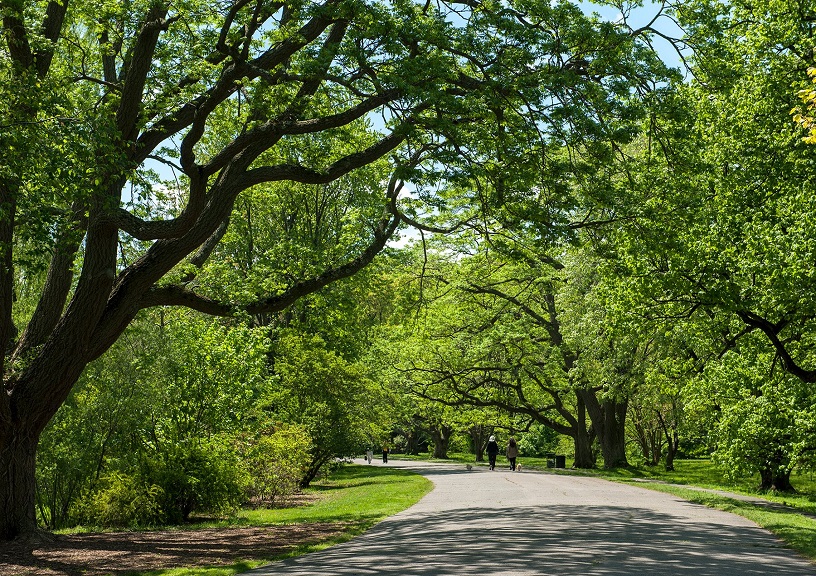 Arnold Arboretum