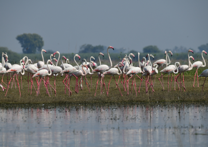 Best wetlands for birding in india