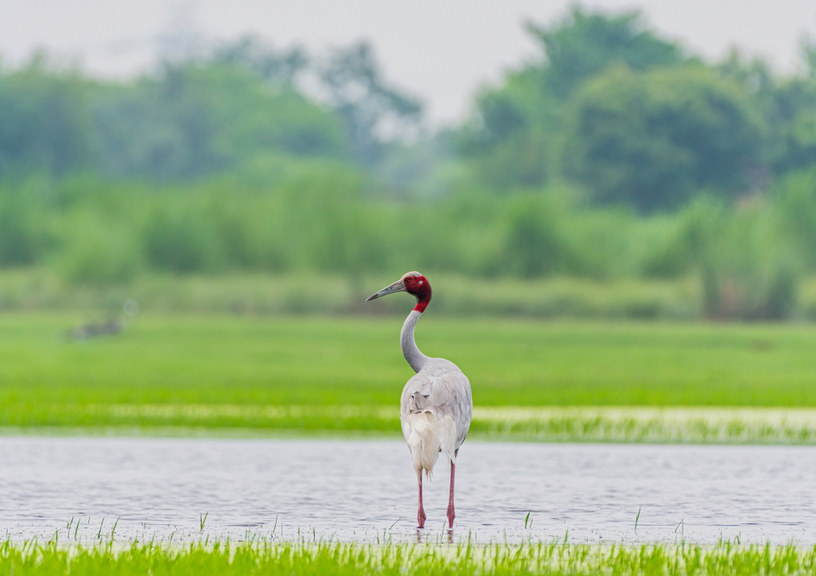 best wetlands in india for birding
